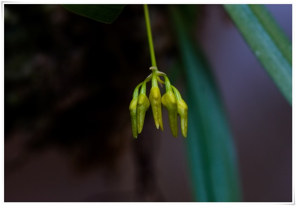 Bulbophyllummacroleum4-1.jpg