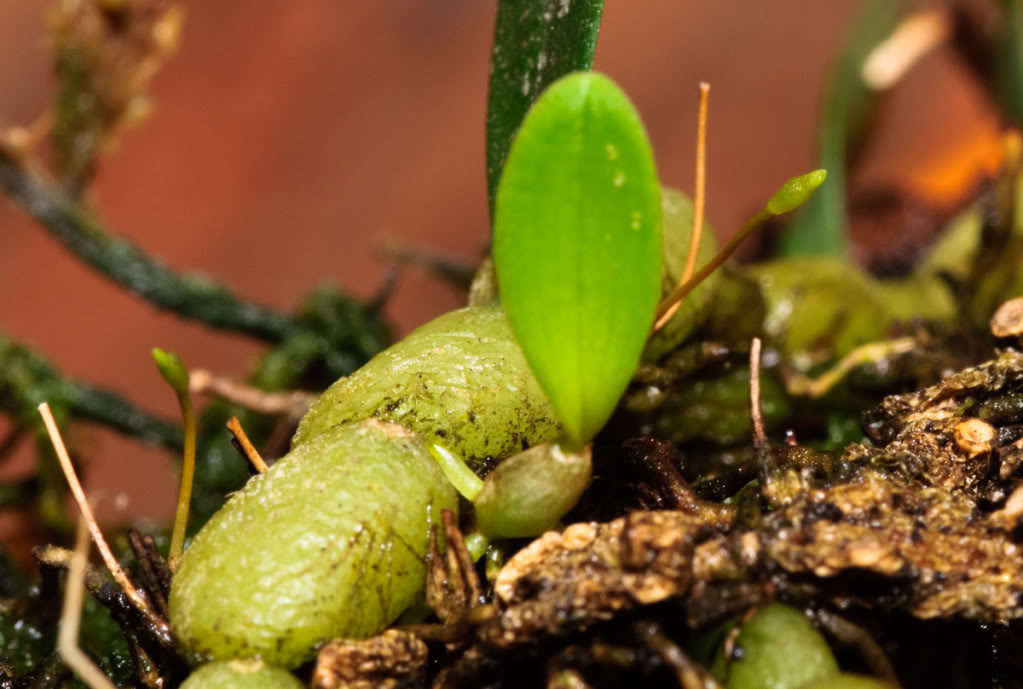 bulbophyllumovalifolium.jpg