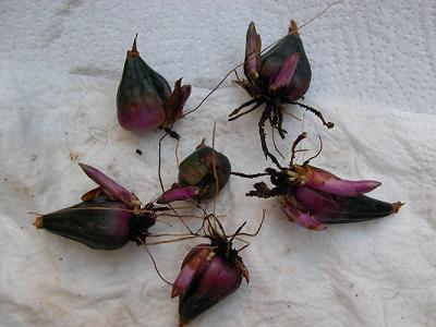 bulbos%20pleione.JPG