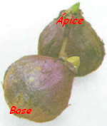 bulbos2.jpg