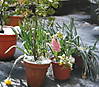 Bulbos_y_nieve_23Marzo081.jpg