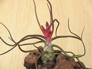 bulbosa.jpg
