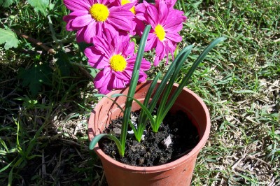 bulbosa.jpg