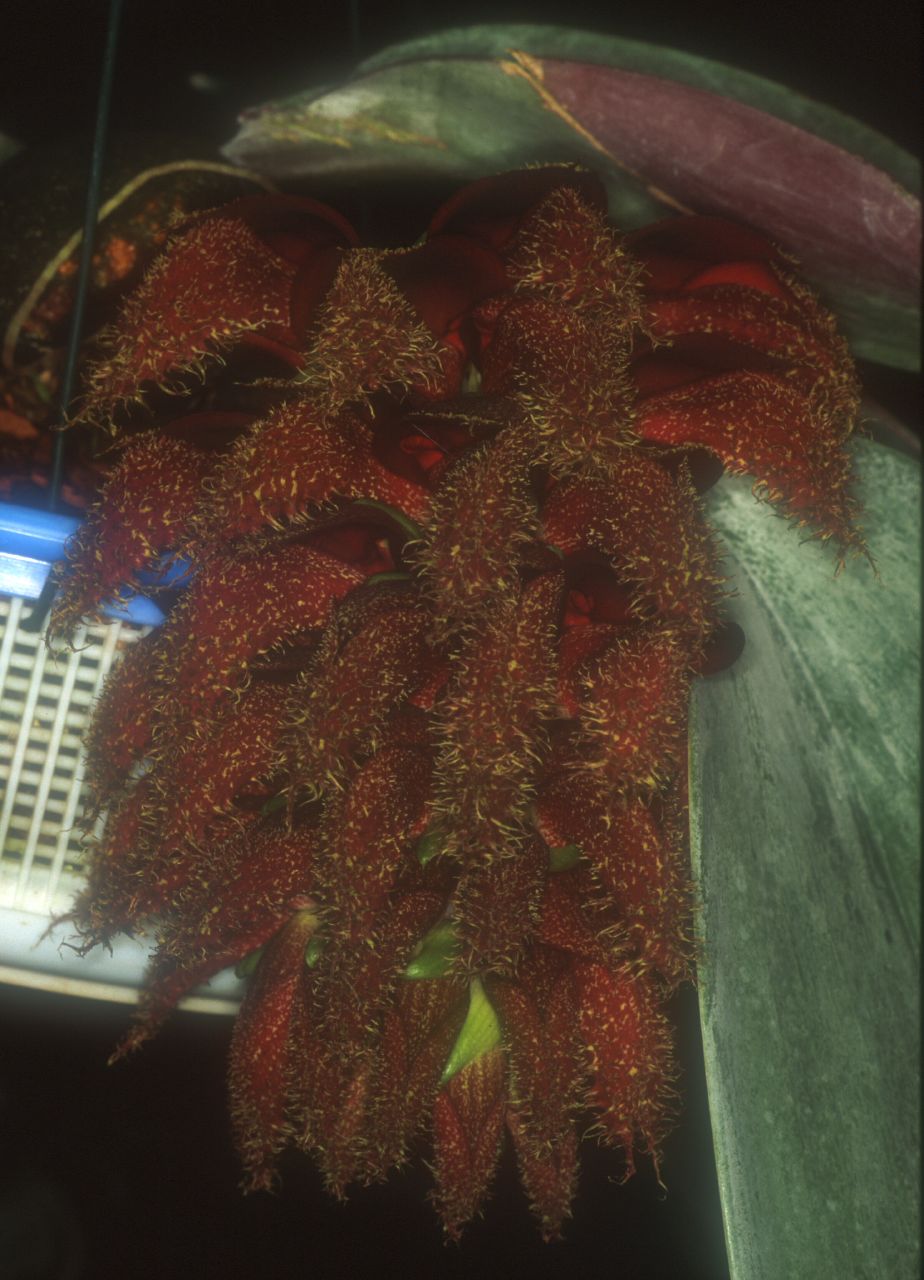 bulbphalaenopsis.jpg