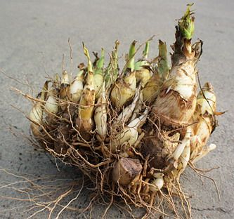 bulbs.jpg
