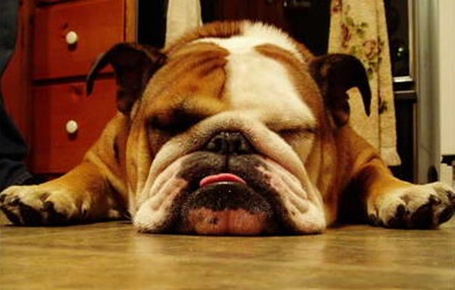 bulldog+ingles+durmiendo.jpg
