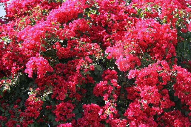 Bungavillea.jpg