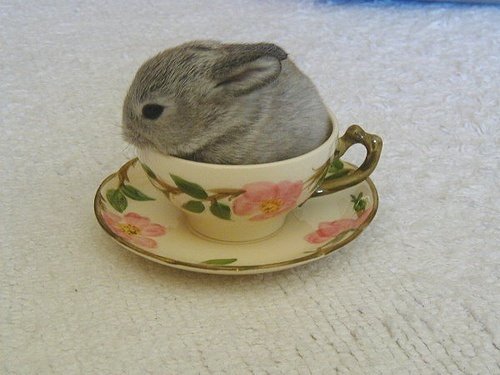 bunny-cute-flowers-rabbit-tea-cup-Favim.com-435468_large.jpg
