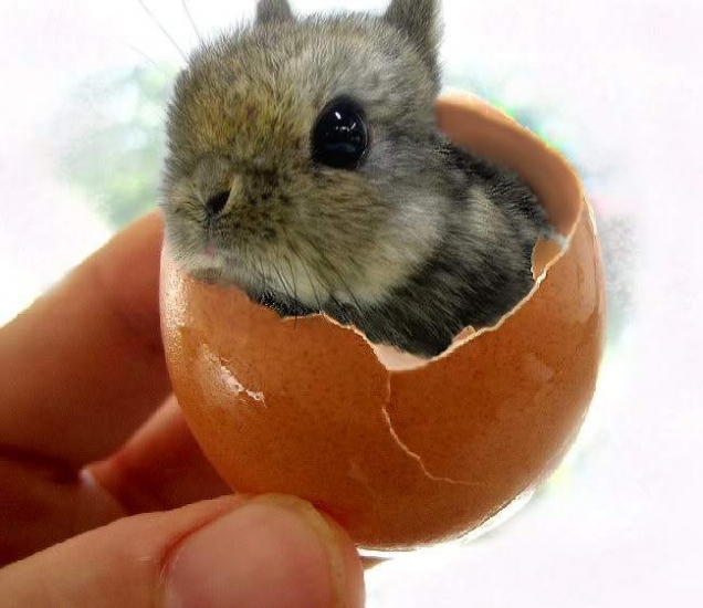 Bunny-in-an-egg-shell.jpg