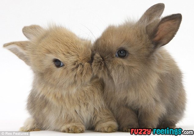 BunnyKisses.jpg