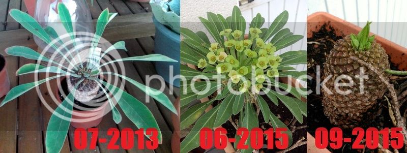 bupleurifolia%202013-2015_zpsj6levl2k.jpg