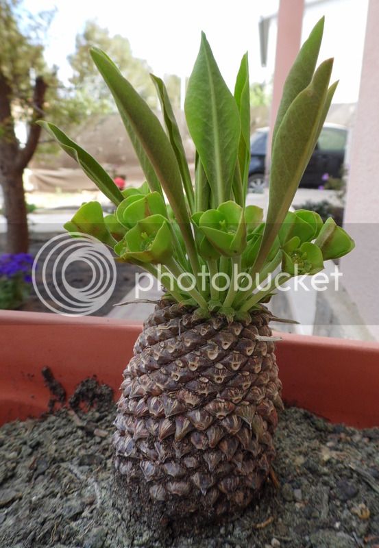 bupleurifolia_06042015_zpsicupu3qt.jpg