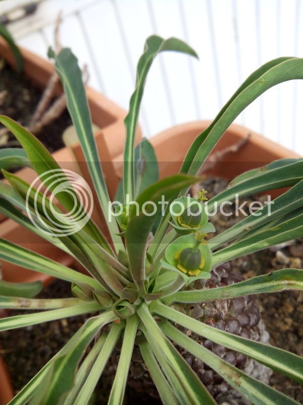 bupleurifoliahembra31052015_02_zps3zosj1k5.jpg