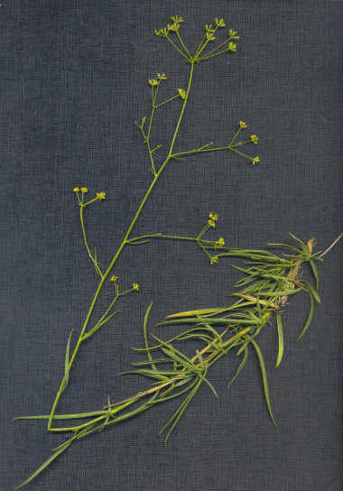 Bupleurum%20fruticescens1.jpg