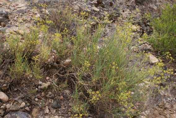 Bupleurum%20fruticescens2.jpg