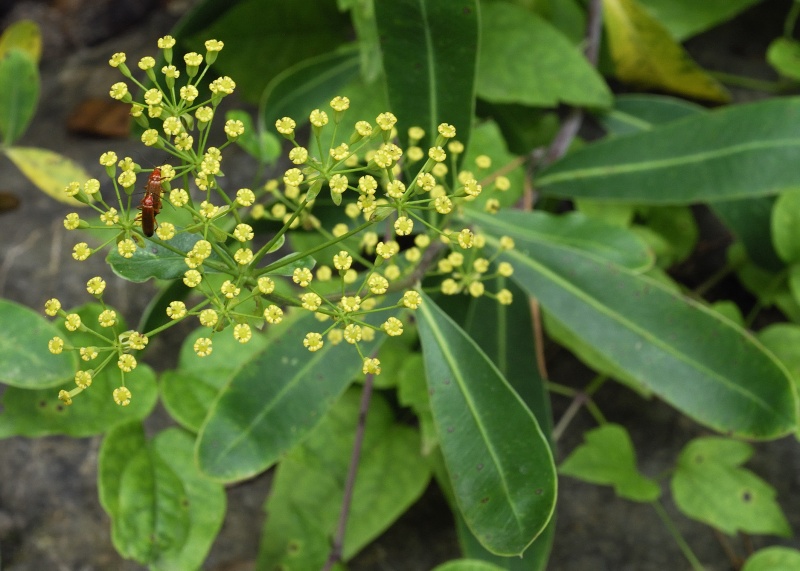 Bupleurum%20fruticosum_001184_ams_2_1_800px.jpg