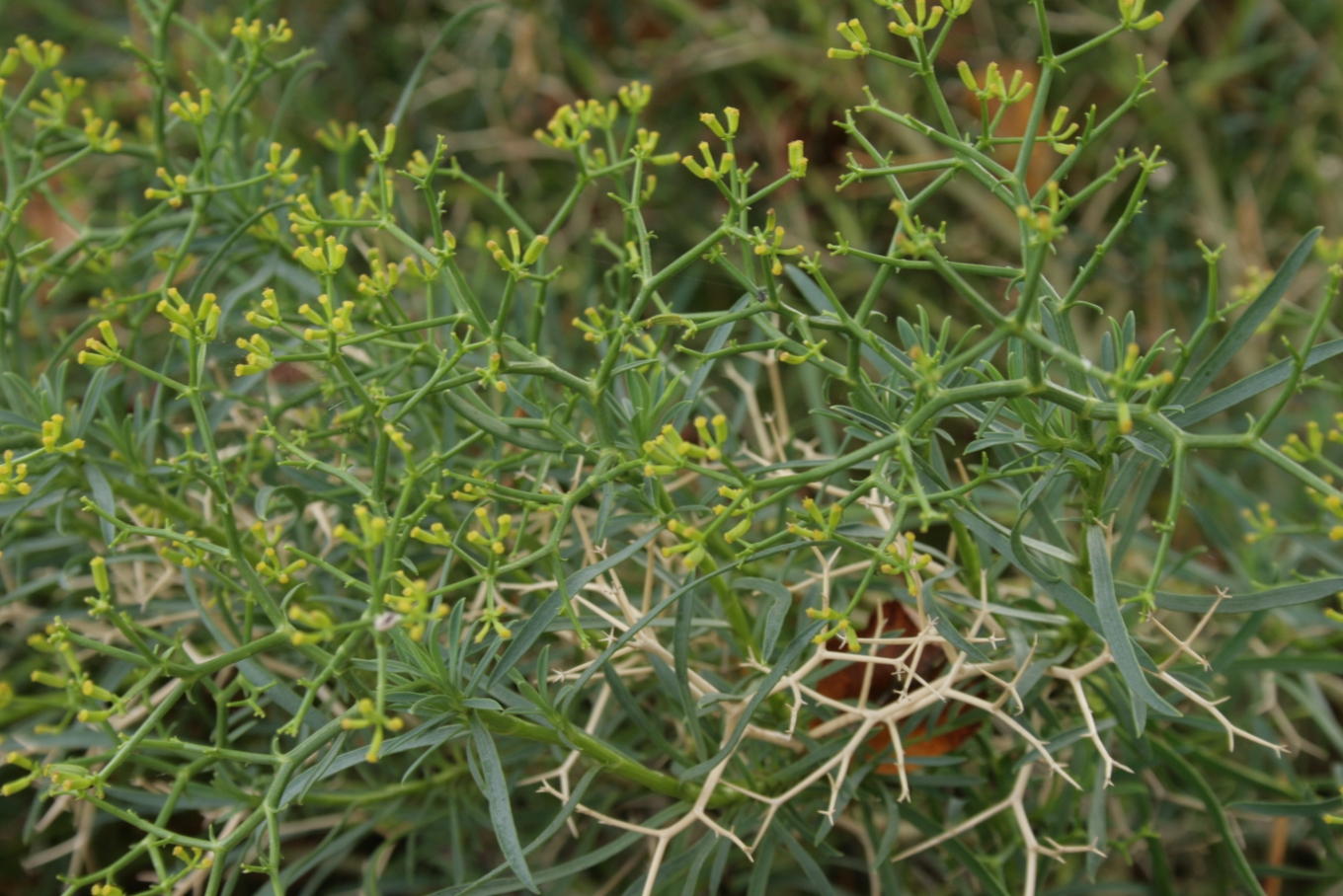 Bupleurum-spinosum-habitus.jpg