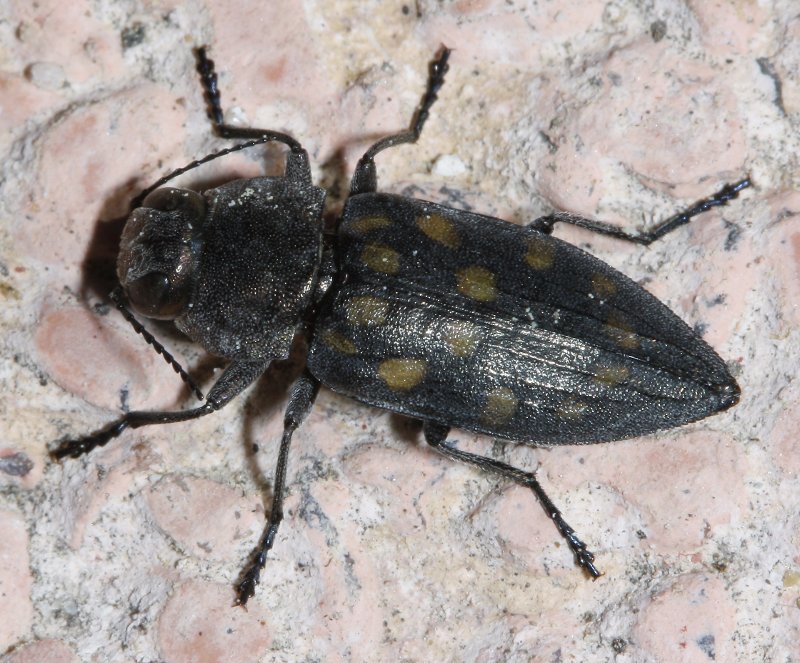 Buprestidae_2471.jpg