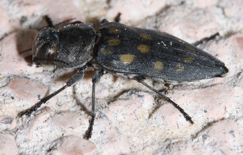Buprestidae_2472.jpg