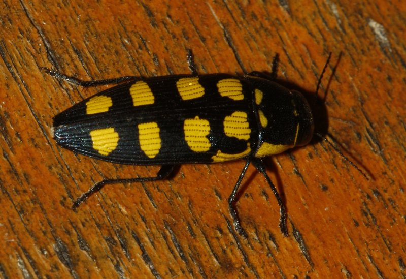 Buprestidae_5037.jpg