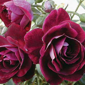 Burgundy-Ice.jpg