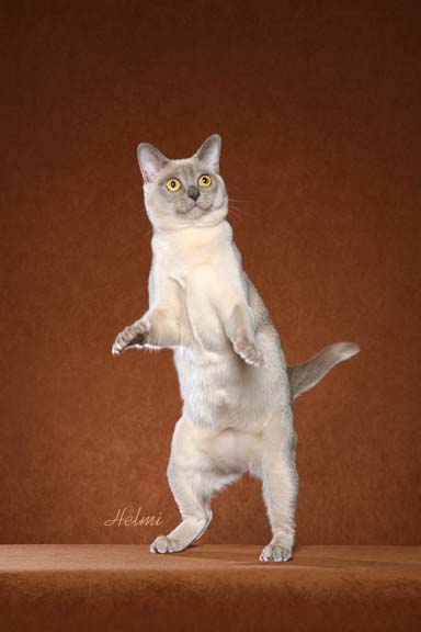 burmese-cat-candido.jpg