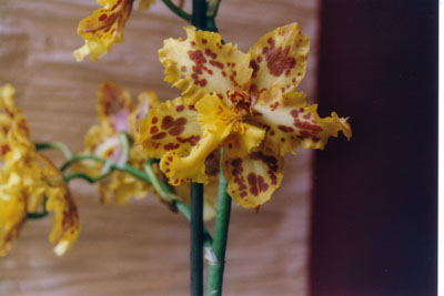 BURRAGUEARA%20DEE%20LUCE%20EVERGLADE.JPG