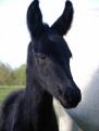 burro44.jpg