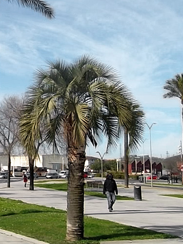 Butia-1.jpg