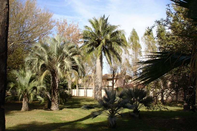 butia-capitata-y-jubaea-chilensis_redimensionar.jpg