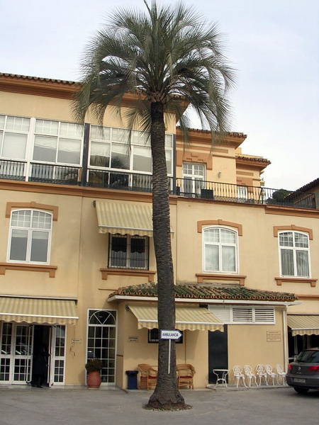 Butia en Málaga.jpg