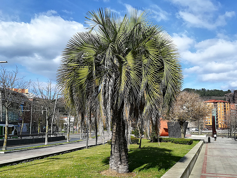 butia.jpg