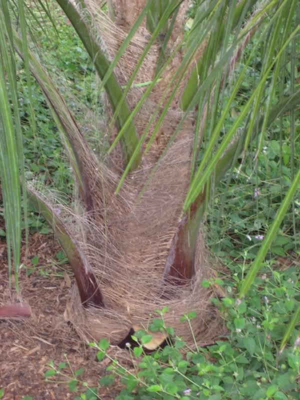 Butia_X_Parajubaea_3.jpg