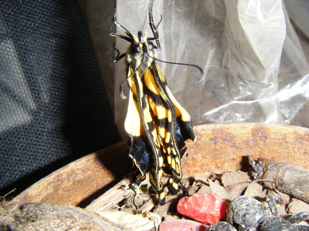 Butterborn007.jpg
