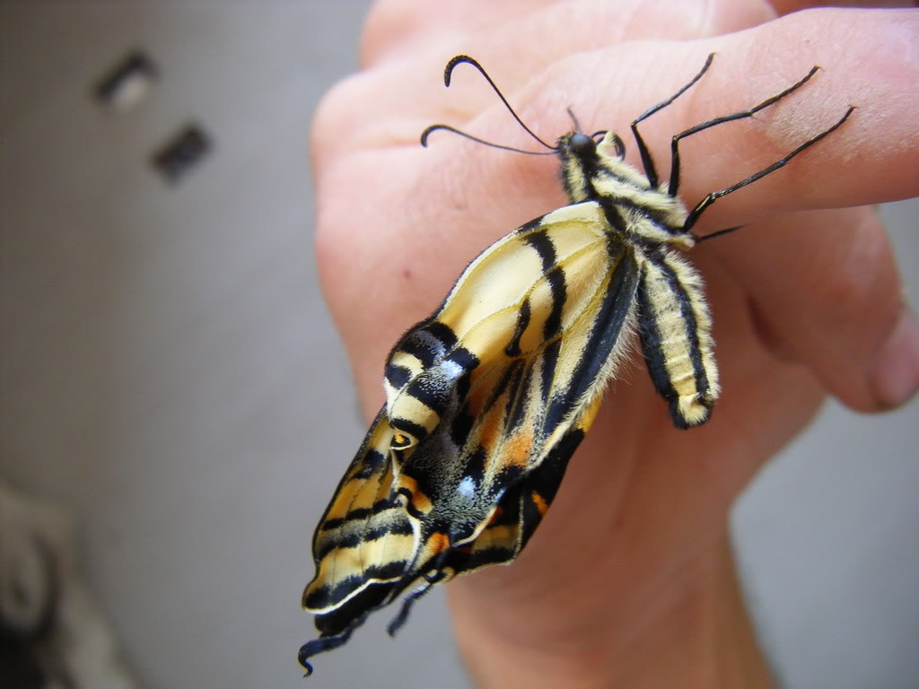 Butterborn011.jpg