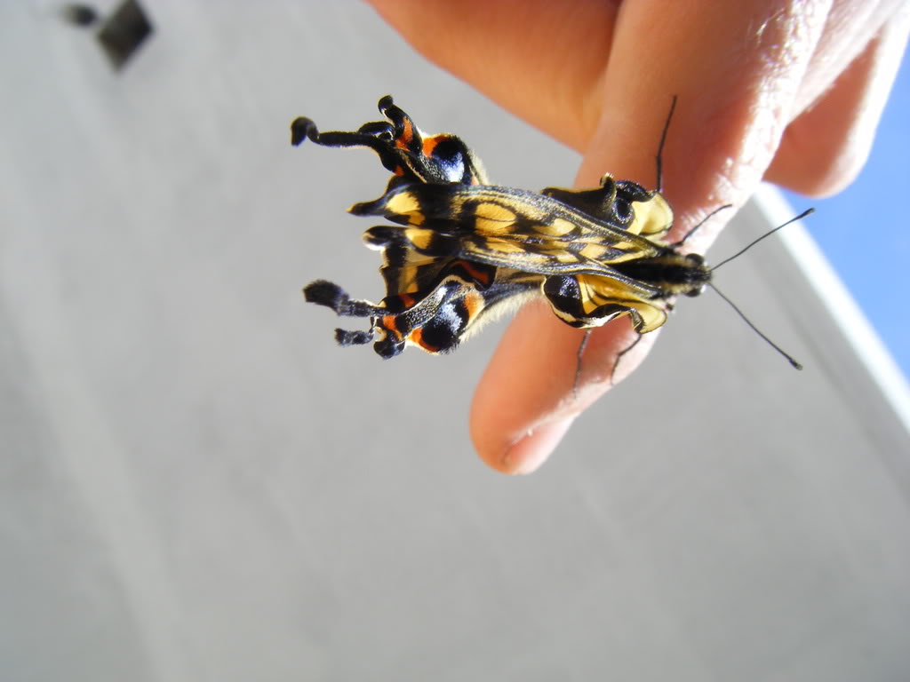 Butterborn015.jpg