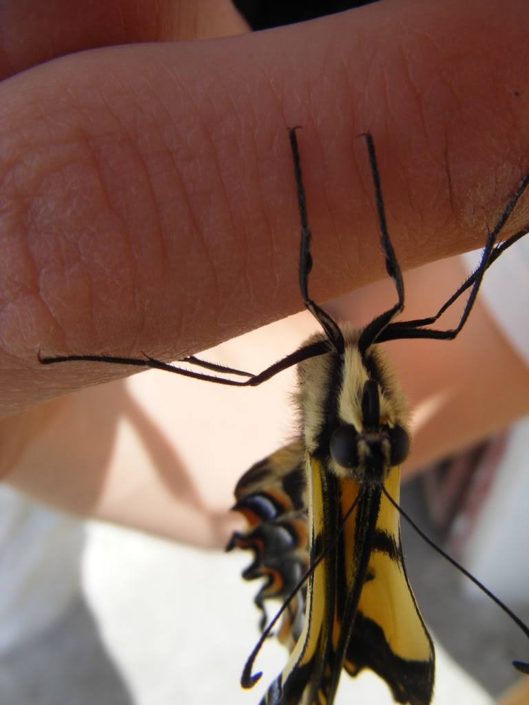 Butterborn021.jpg