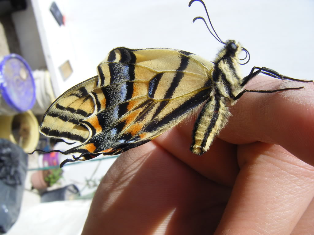 Butterborn023.jpg