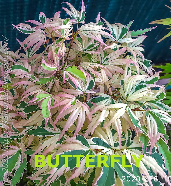 BUTTERFLY.jpg