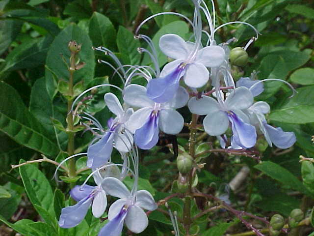 butterflyplant01.jpg