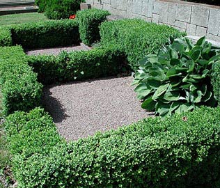 buxus-sempervirens.jpg