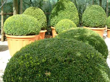 buxus-sempervirens-topiaria.jpg