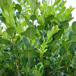 Buxus_WinterGem300.jpg