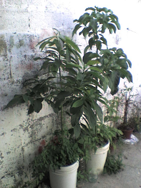 bwy1209353648k.JPG