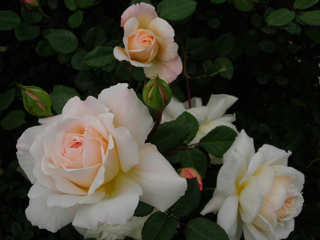 bwy1210083033j.JPG