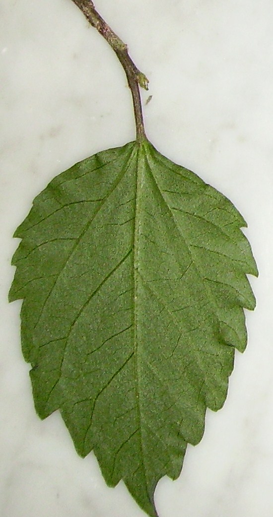 bwy1212243571y.JPG