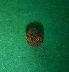 bwy1212527831b.JPG