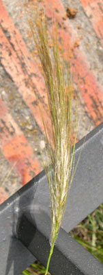 bwy1212745146p.jpg