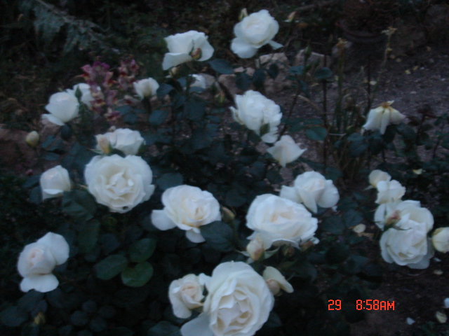 bwy1212773848b.jpg