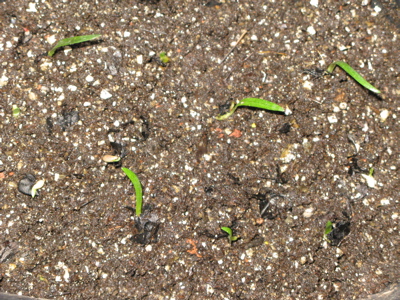 bwy1212815125c.jpg